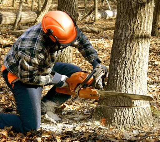 Tree Removal in Whitsett, TX